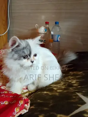 আমার শখের বিড়ালটি বিক্রি করতে চাই