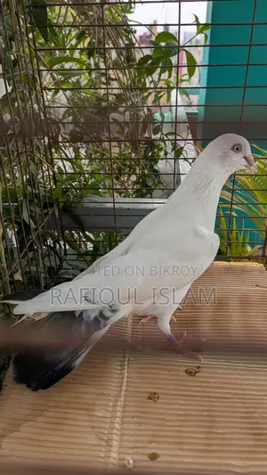 নিউ এডাল্ট কালদম নড়