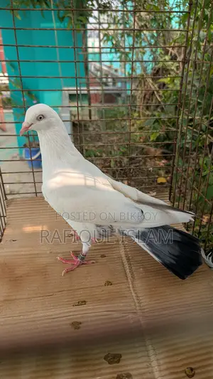 নিউ এডাল্ট কালদম নড়