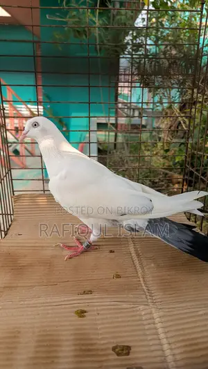 নিউ এডাল্ট কালদম নড়