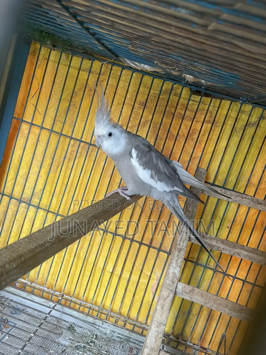 গ্রে ককটেল রানিং মেল