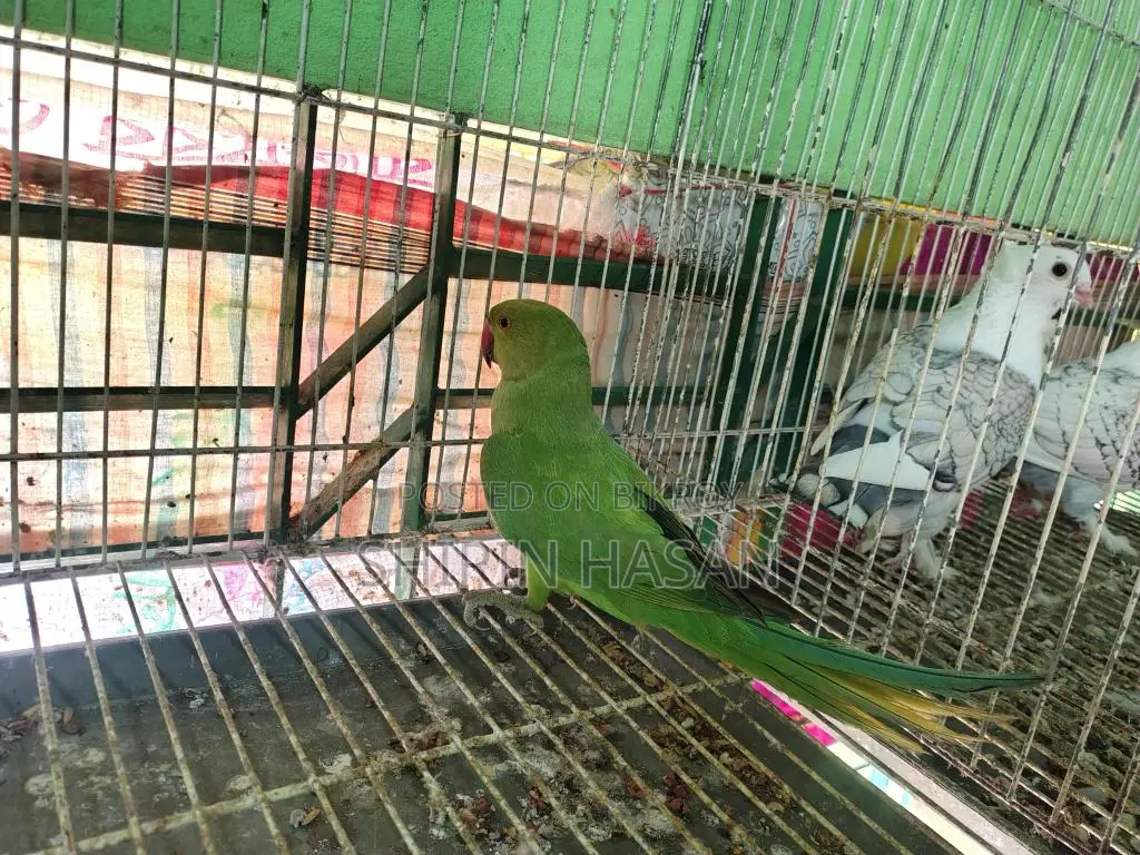 টিয়া পাখি
