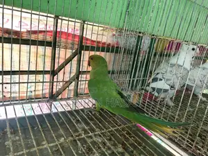 টিয়া পাখি