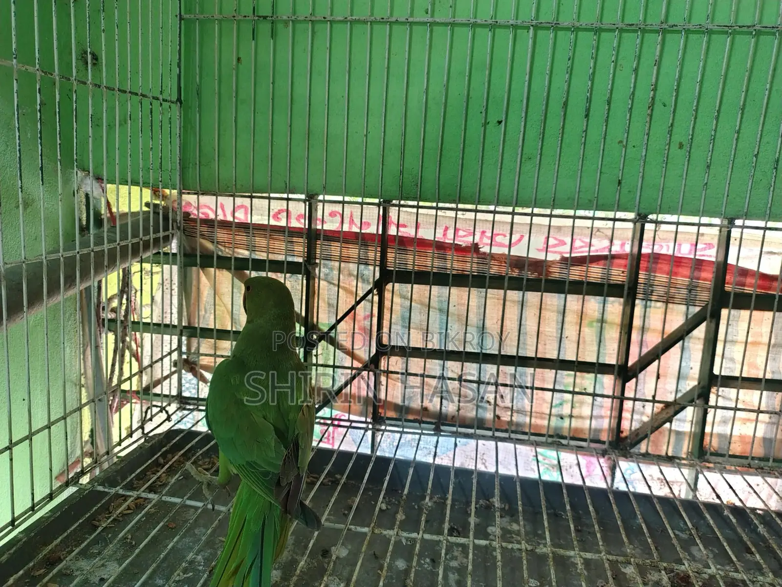 টিয়া পাখি