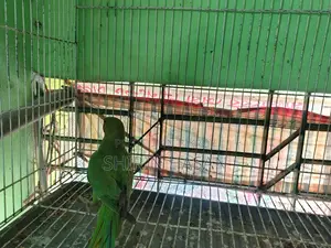 টিয়া পাখি