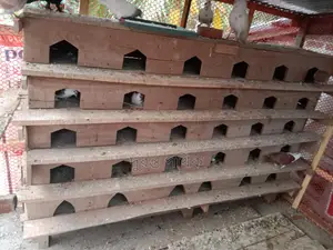 কবুতরের খোপ
