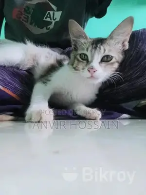 ১ টা মিক্সড বিড়াল বিক্রয় করা হবে