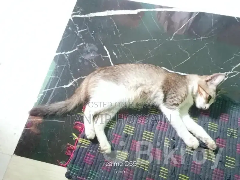 ১ টা মিক্সড বিড়াল বিক্রয় করা হবে