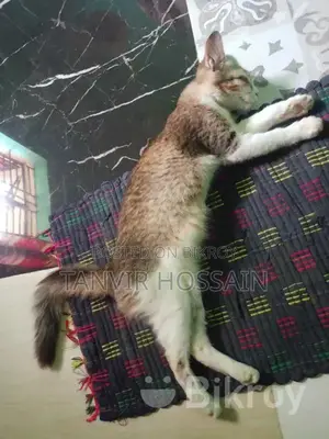 ১ টা মিক্সড বিড়াল বিক্রয় করা হবে