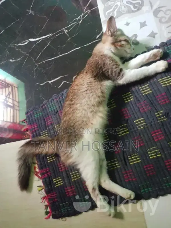১ টা মিক্সড বিড়াল বিক্রয় করা হবে