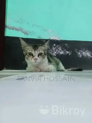 ১ টা মিক্সড বিড়াল বিক্রয় করা হবে