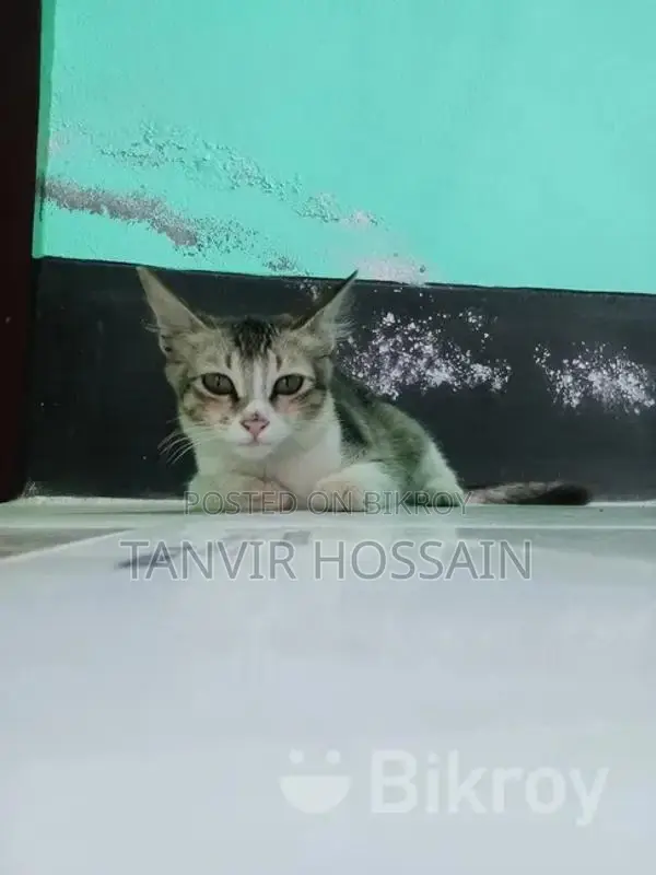 ১ টা মিক্সড বিড়াল বিক্রয় করা হবে