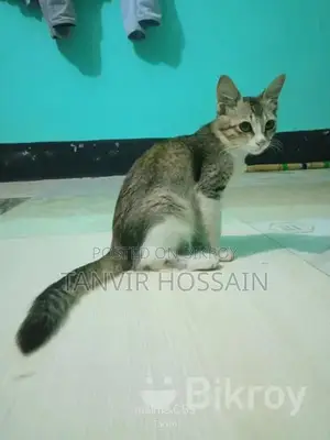 ১ টা মিক্সড বিড়াল বিক্রয় করা হবে