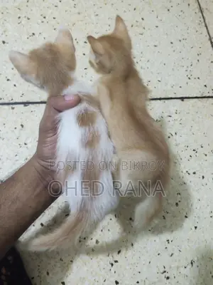 Adopt beautiful kittens for free