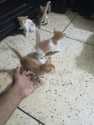 Adopt beautiful kittens for free