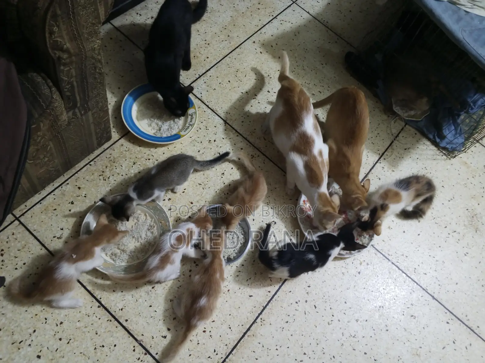 Adopt beautiful kittens for free