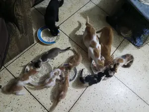 Adopt beautiful kittens for free