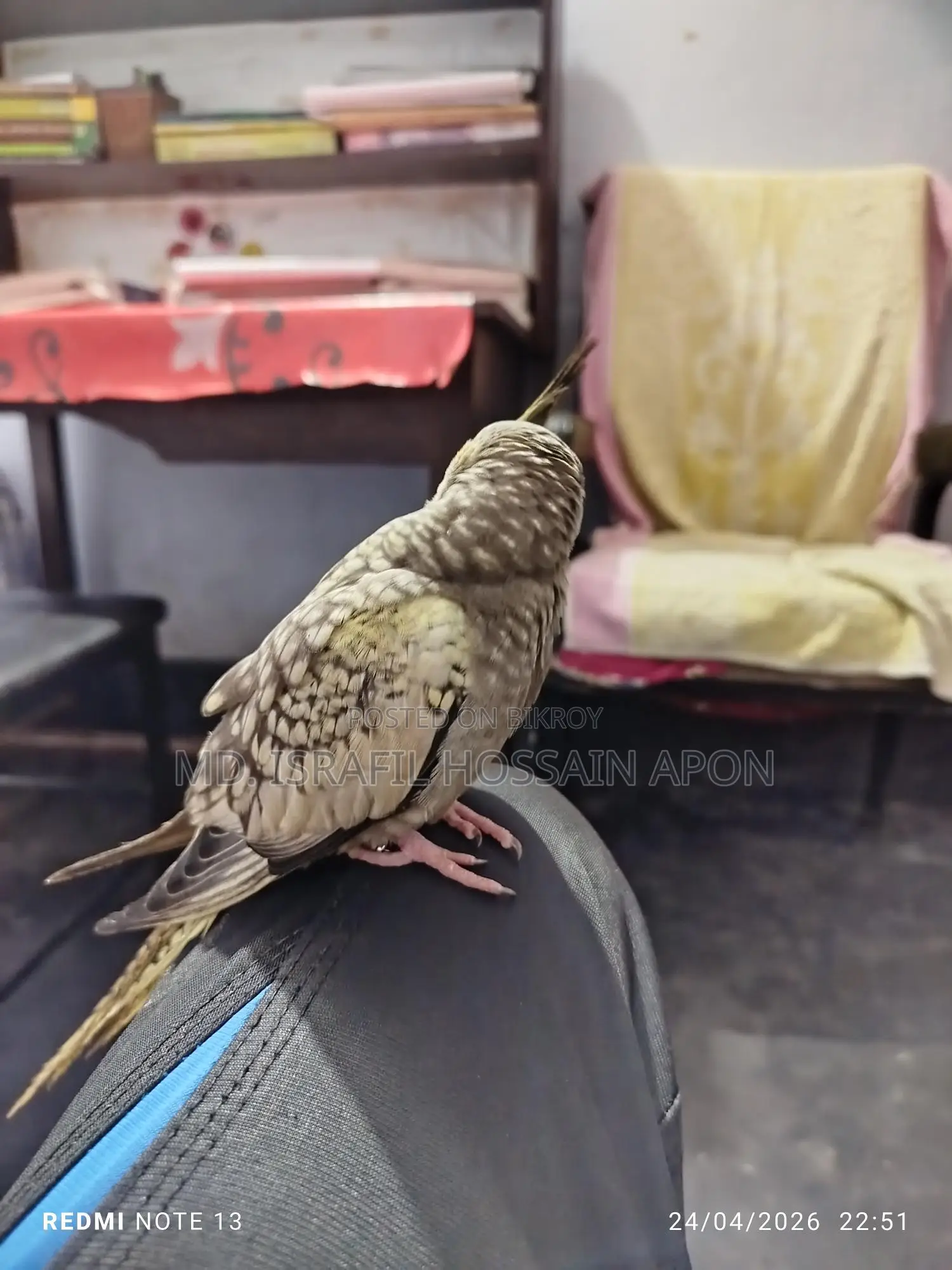 Full Tame Bird