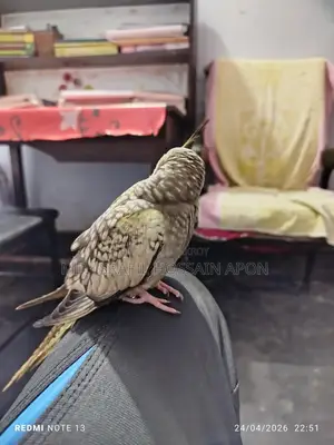 Full Tame Bird