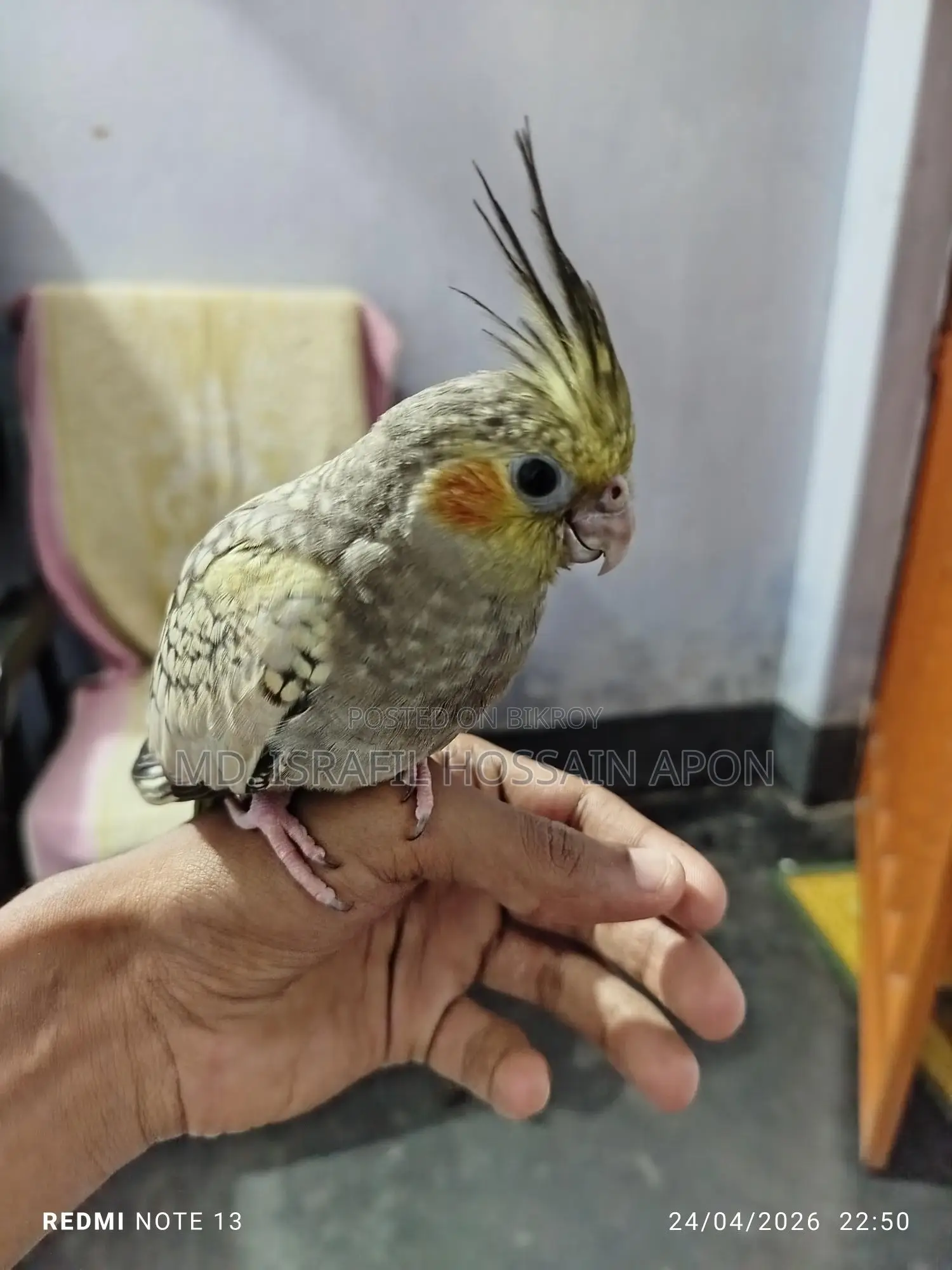 Full Tame Bird