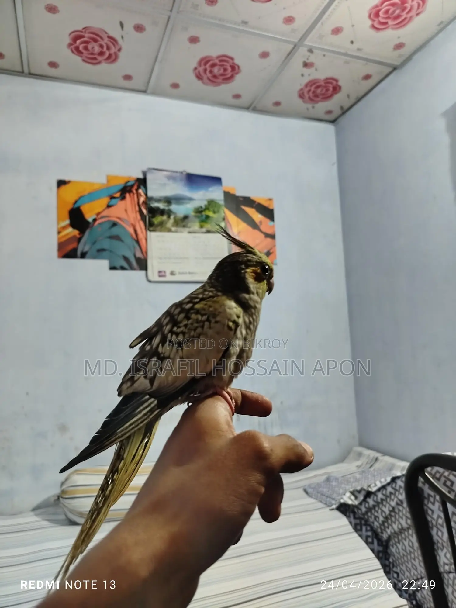 Full Tame Bird