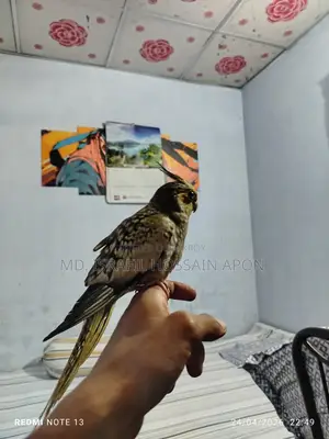 Full Tame Bird