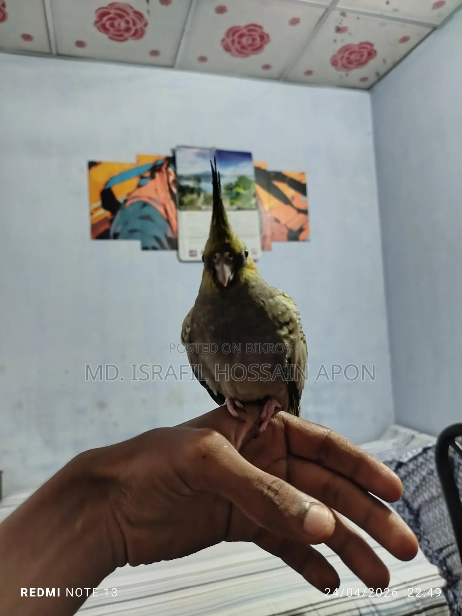 Full Tame Bird