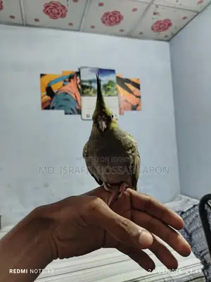 Full Tame Bird