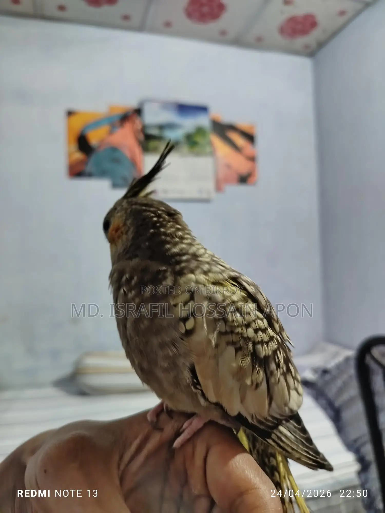 Full Tame Bird