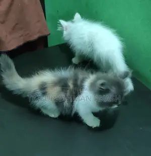 পারশিয়ান ফিমের বেবি বিক্রি করা হবে,