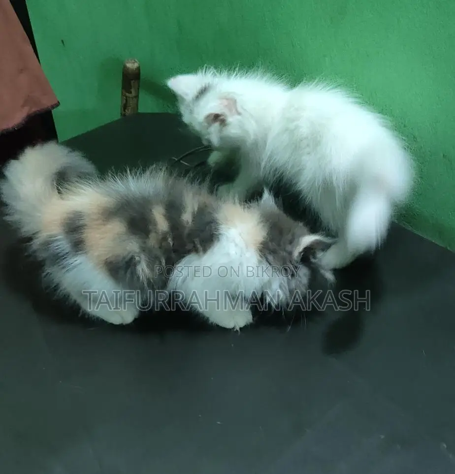 পারশিয়ান ফিমের বেবি বিক্রি করা হবে,