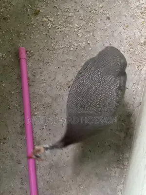 দুটি তিতির পাখি গিনি ফাউন