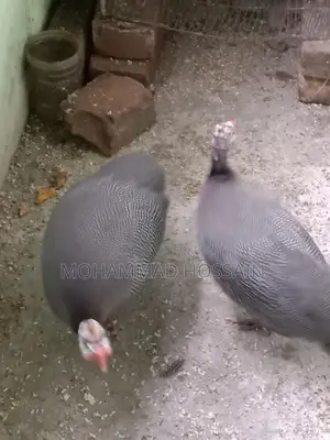দুটি তিতির পাখি গিনি ফাউন