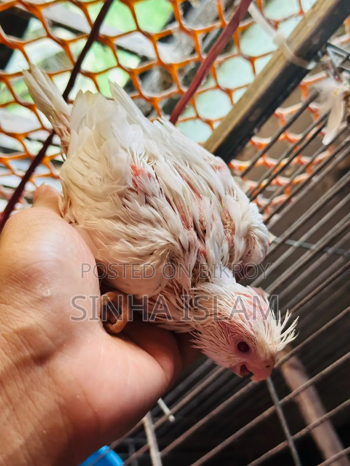 Cockatiel