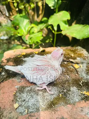 Cockatiel