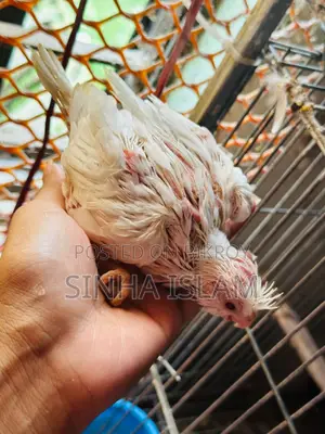 Cockatiel