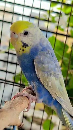 রেইনবো অ্যাডাল্ট প্লেয়ার