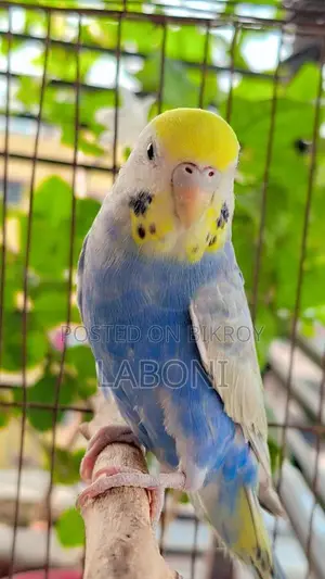 রেইনবো অ্যাডাল্ট প্লেয়ার