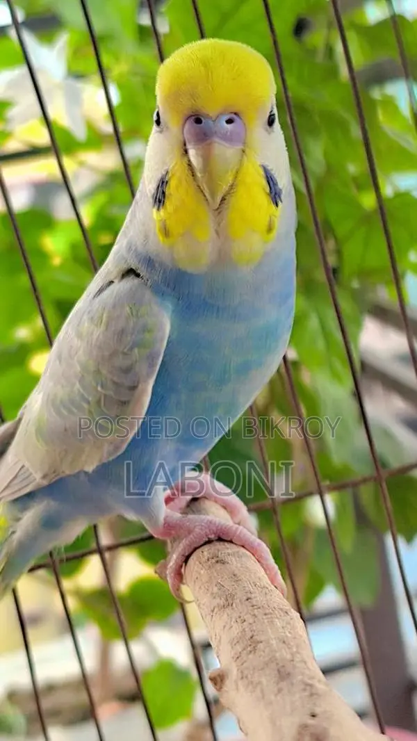 রেইনবো অ্যাডাল্ট প্লেয়ার