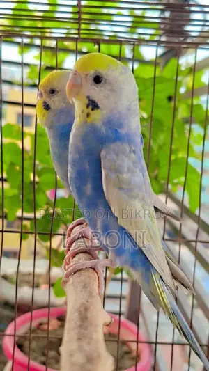 রেইনবো অ্যাডাল্ট প্লেয়ার