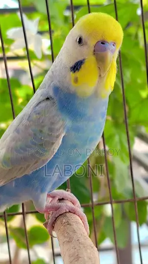 রেইনবো অ্যাডাল্ট প্লেয়ার
