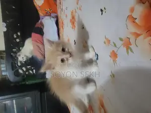 Selling Cat