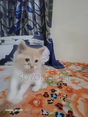Selling Cat