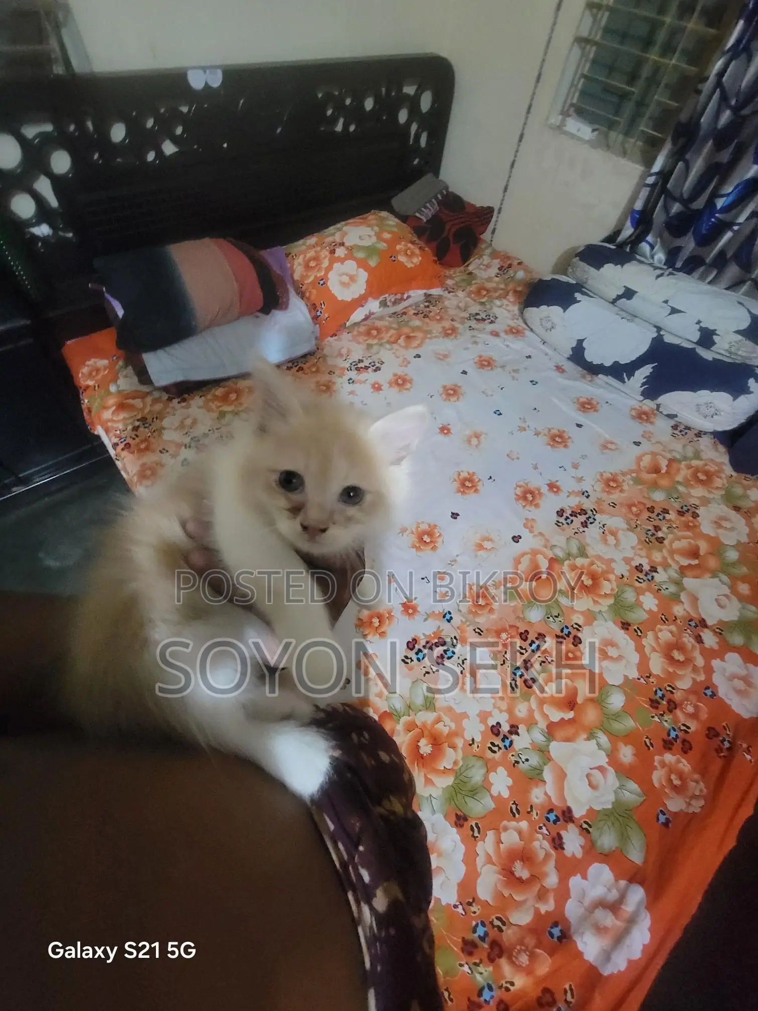 Selling Cat