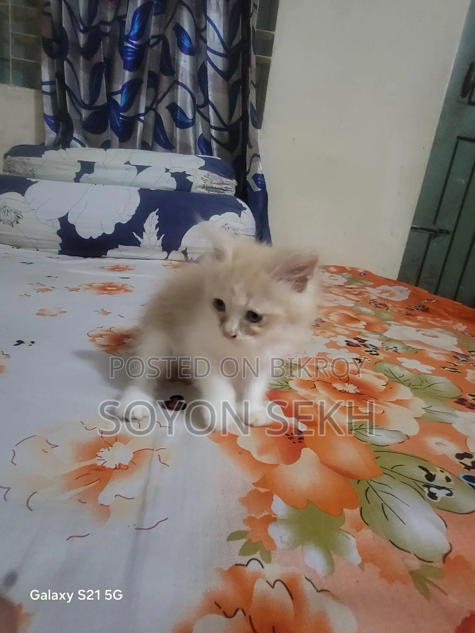 Selling Cat