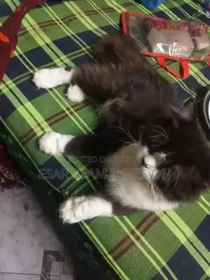 Persian Male Cat Age 2 Year