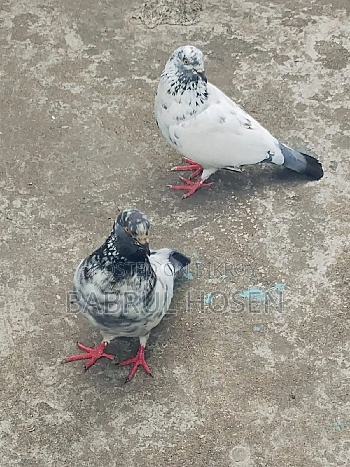 Giribaz Pigeon