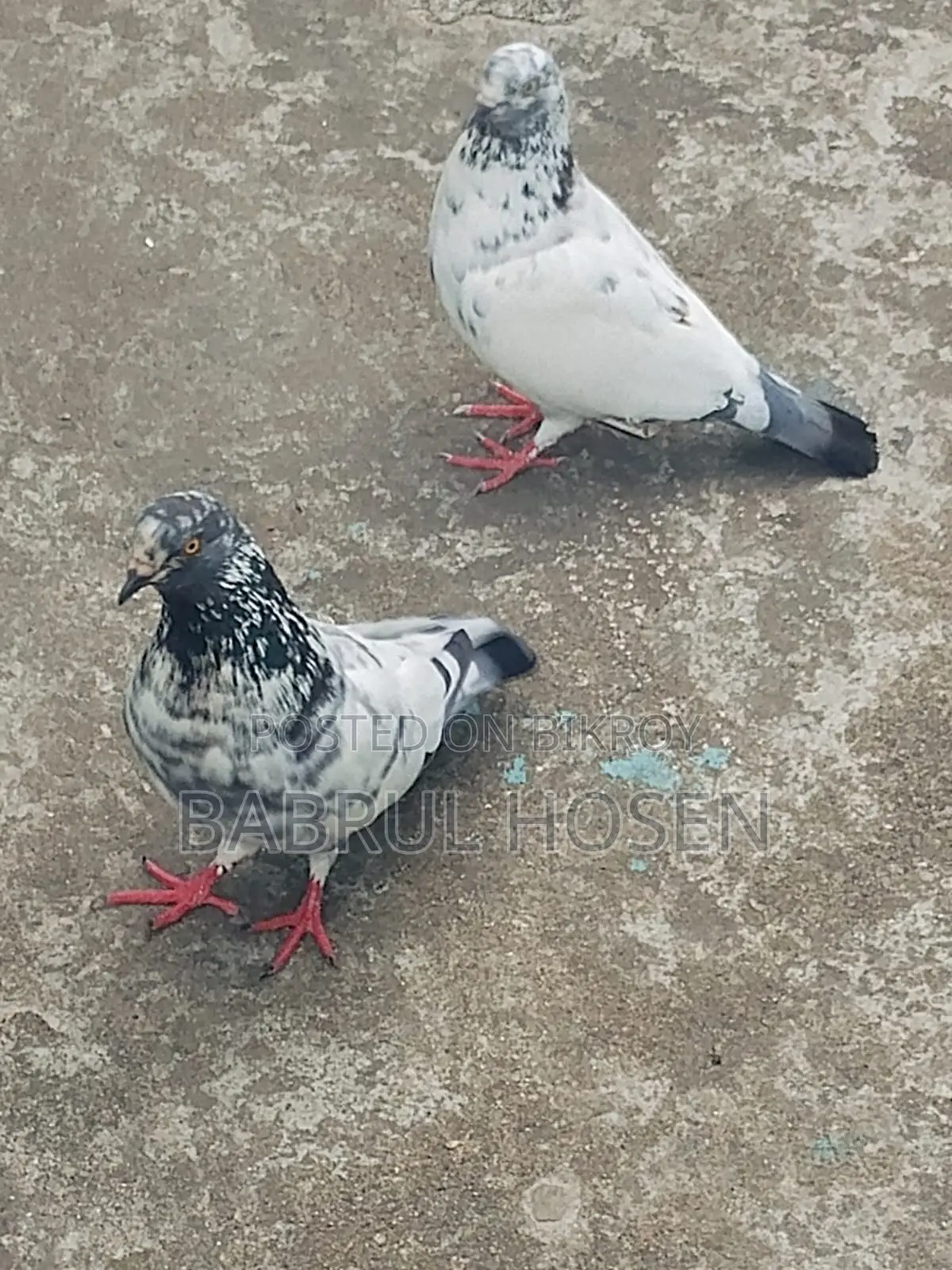 Giribaz Pigeon
