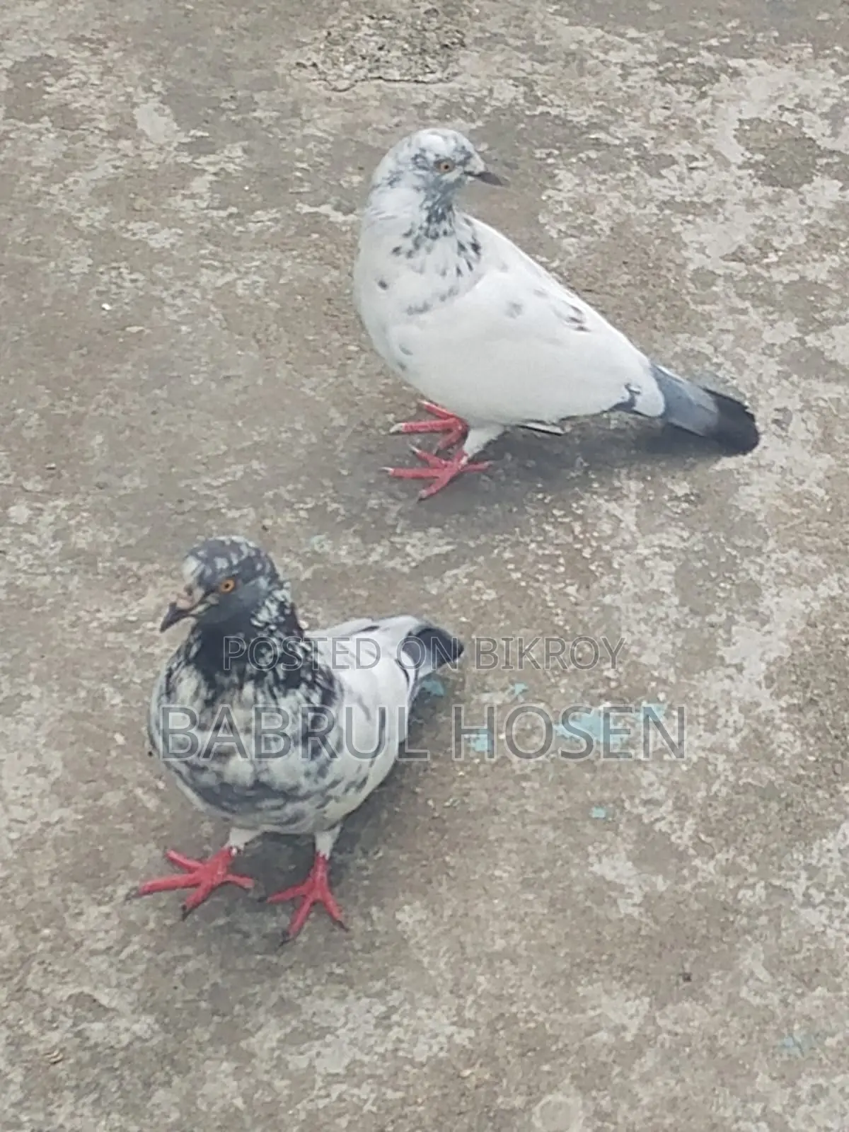 Giribaz Pigeon