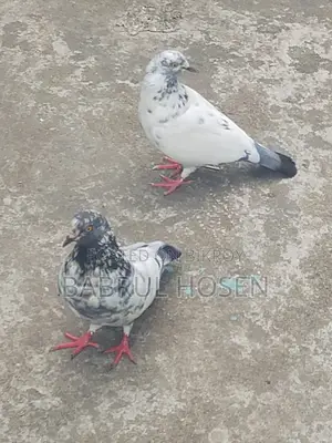 Giribaz Pigeon